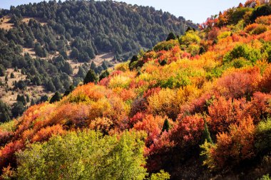Ağaçlar ve dağlarla dolu güzel sonbahar manzarası