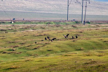 Otlakta bir koyun sürüsü