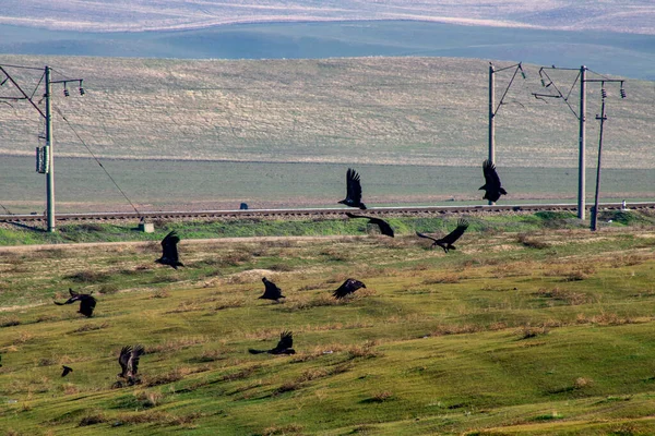 Koyun sürüsü, gökyüzü ve bulutlar, mavi gökyüzü