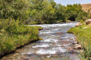 Ormandaki nehrin güzel manzarası