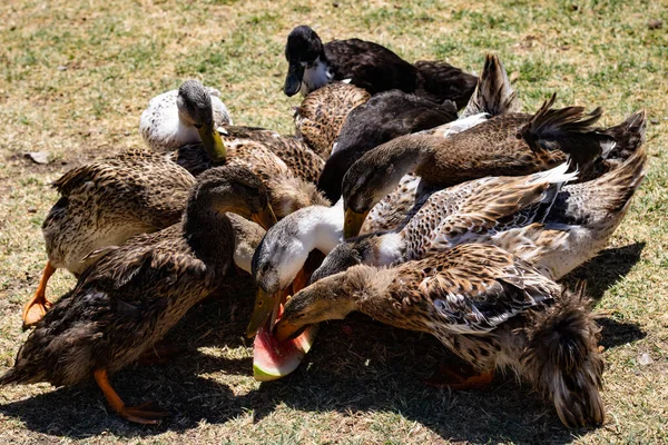 Çiftlikteki bir grup genç ördek