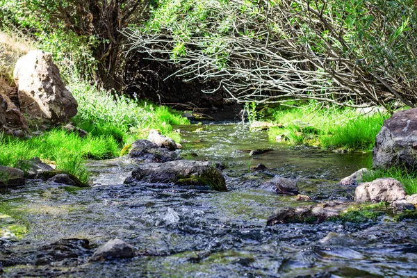 Ormandaki nehrin güzel manzarası
