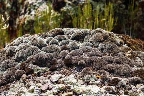 Bir tarlada büyüyen kaktüsün yakın plan çekimi.