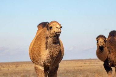 a camel in the desert in morocco, africa