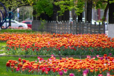 Bahçedeki güzel çiçekler