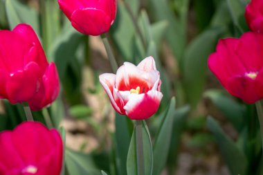 Bahçedeki güzel laleler