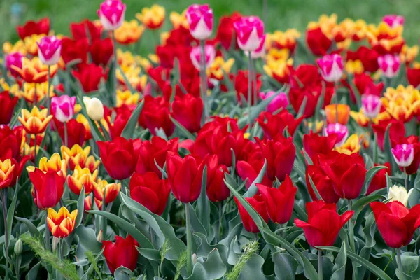 Bahçedeki güzel laleler