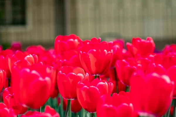 Bahçedeki güzel laleler