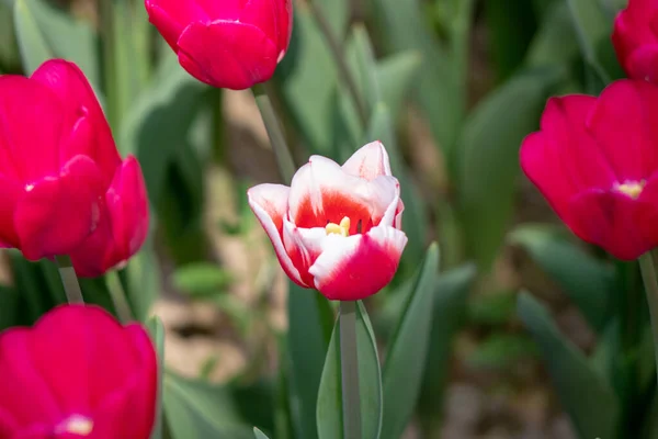 Bahçedeki güzel laleler