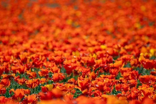 Güzel kırmızı haşhaş çiçeği tarlada