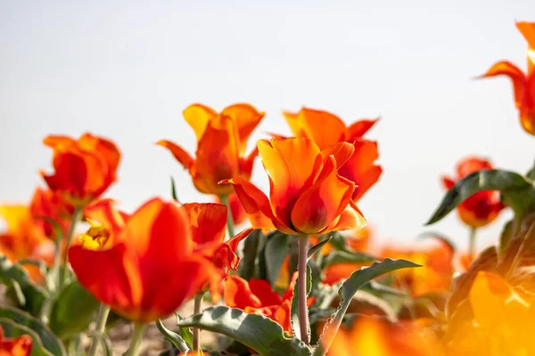 Sarı yapraklı güzel kırmızı güller.