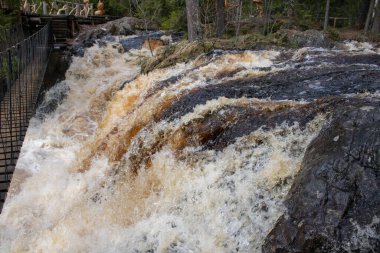 Ormanda küçük bir nehri olan bir şelale.