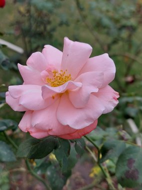 Güzel pembe gül çiçeği. Arka planda bahçeli pembe gül çiçeği. Güzel pembe gülü kapat. 