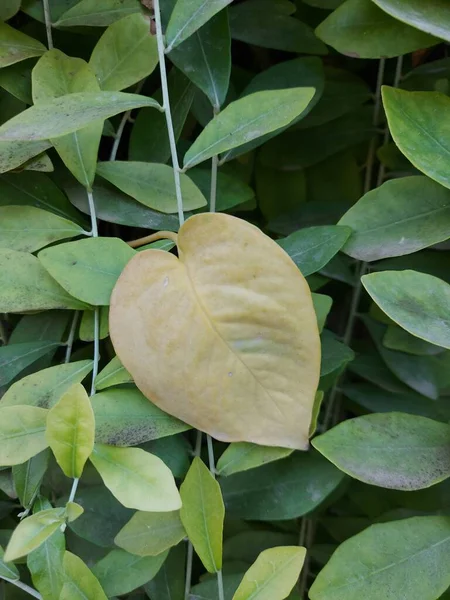 Close-up of Yellow Leaf on green plants background. Late Autumn and Pre Winter season, in Pakistan it is called Hemanta Season. Seasonal plants of leaves. Yellow dry leaf fell on the green grass.