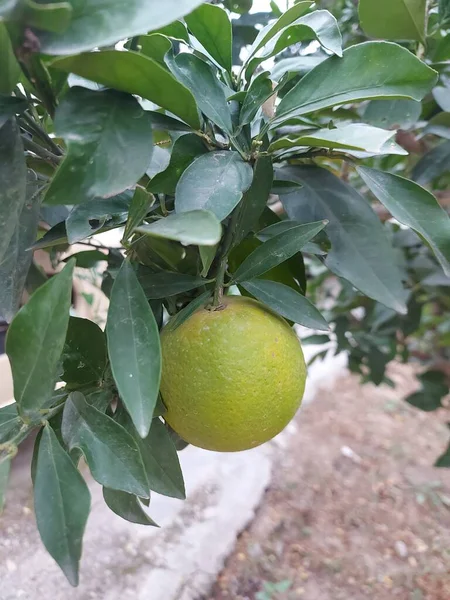 Image of the Orange Fruit Hanging On the Branch. Orange tree with fruit. Oranges hanging tree. Ripe and fresh oranges hanging on branch. Juicy fruit with green leaves. Oranges tree. Royality free