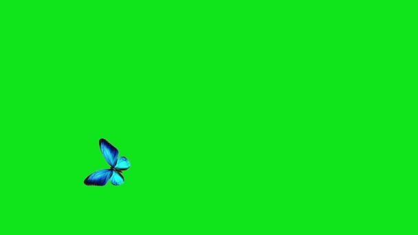 Renkli Kelebek Sürüsünün Bir Uçtan Diğer Uca Zigzag Içinde Uçuşunun — Stok video