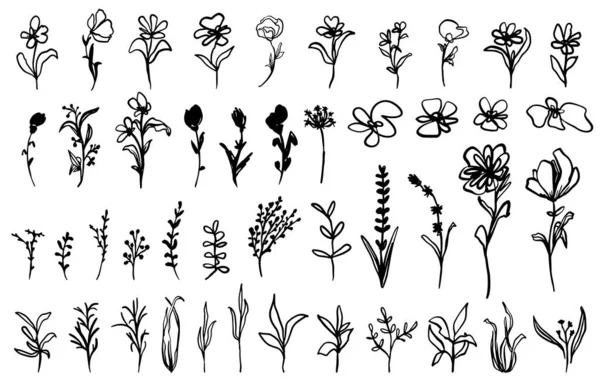 Colección Elementos Botánicos Elaborados Mano Doodles Flores Contorno Vectorial Con — Archivo Imágenes Vectoriales