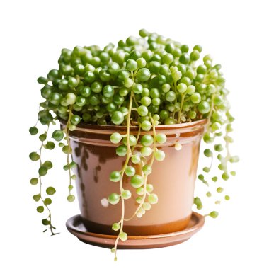 Beyaz arkaplanda kırpma yolu ile izole yeşil sulu bitki