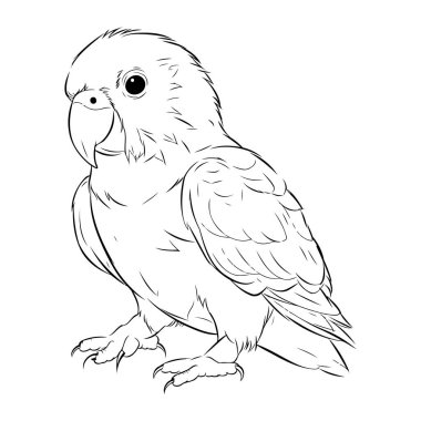 Beyaz arka planda papağan eskizi. Bir papağanın vektör çizimi.