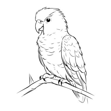 Bir dalda papağan. Siyah ve beyaz renkli vektör illüstrasyonu