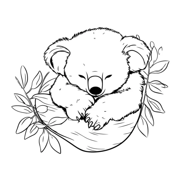 Koala Dormindo Ninho Com Folhas Ilustração Vetorial Desenhada Mão — Vetor de Stock