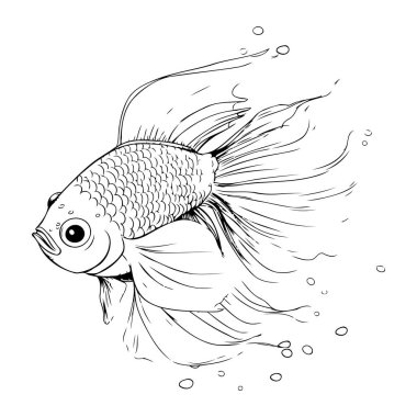 Beyaz arka planda bir Japon balığının siyah-beyaz çizimi