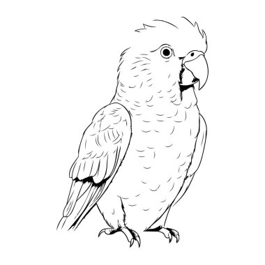 Beyaz arka planda papağan resmi.