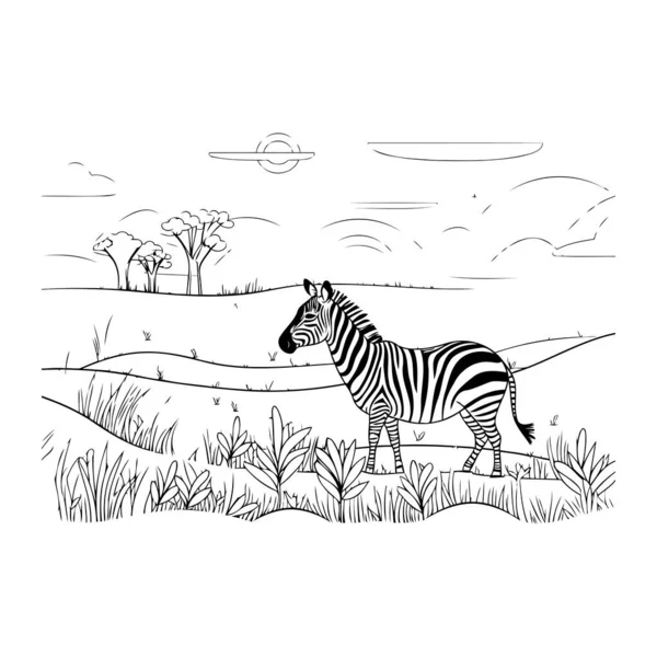 Zebra Sawannie Ilustracja Wektor Kolorowanki — Wektor stockowy