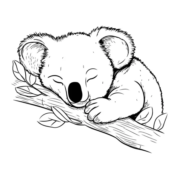Koala Dormindo Ramo Ilustração Vetorial Desenhada Mão Estilo Esboço — Vetor de Stock