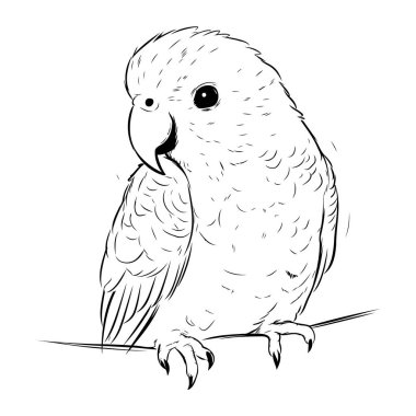 Beyaz arka planda izole edilmiş papağan. El çizimi vektör illüstrasyonuName.