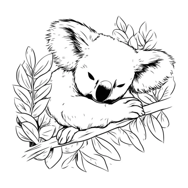 Urso Koala Dormindo Ramo Eucalipto Ilustração Vetorial — Vetor de Stock