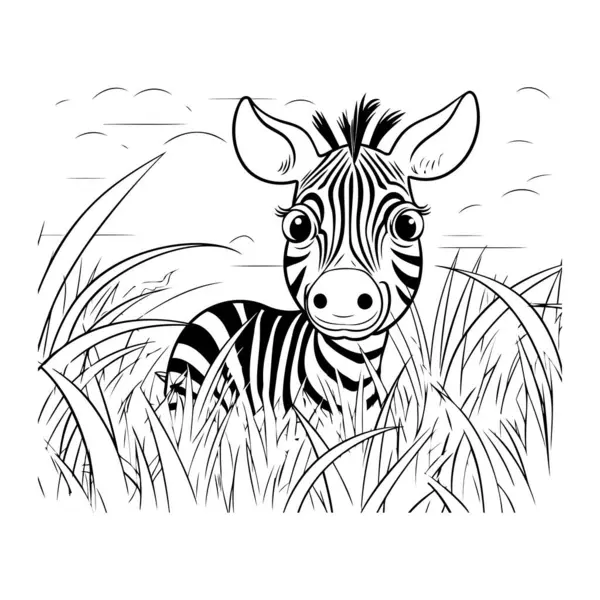 Zebra Trawie Czarno Biały Wektor Ilustracji Kolorowanki — Wektor stockowy
