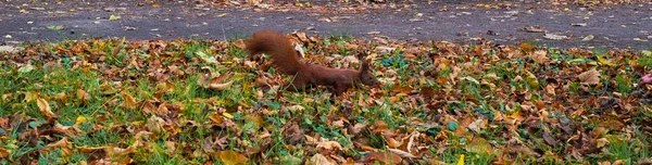 Rotes Flauschiges Eichhörnchen Park — Stockfoto