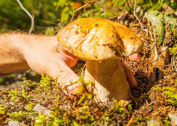White Mushrooms Healthy Food Karpaty Ukraine Bukovel Dragobrat — Stock Photo, Image