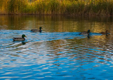 Vahşi ördekler. Yaban ördeği ya da yaban ördeği. Yüzen vahşi ördek sürüsünün fotoğrafı.