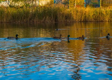 Vahşi ördekler. Yaban ördeği ya da yaban ördeği. Yüzen vahşi ördek sürüsünün fotoğrafı.