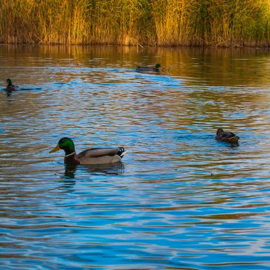 Vahşi ördekler. Yaban ördeği ya da yaban ördeği. Yüzen vahşi ördek sürüsünün fotoğrafı.