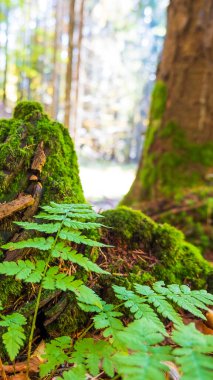 Çam ormanları kısmen yeşil yosunlarla kaplıdır.