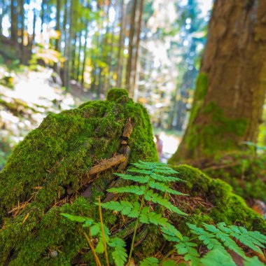 Çam ormanları kısmen yeşil yosunlarla kaplıdır.