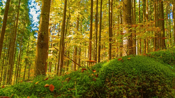 Bosque Pino Parcialmente Cubierto Musgo Verde — Foto de Stock