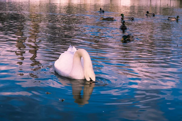 Κύκνος Στη Λίμνη Ρομαντικό Τοπίο — Φωτογραφία Αρχείου