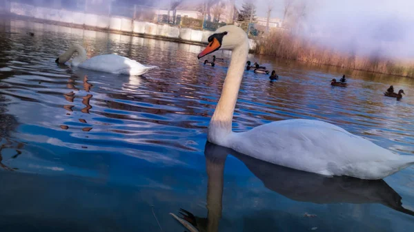 Swan Lake Romantic Landscape — Stock Photo, Image