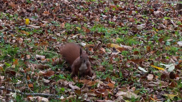 stock image red fluffy squirrel in the park