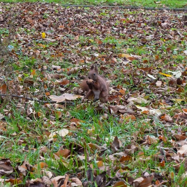 stock image red fluffy squirrel in the park