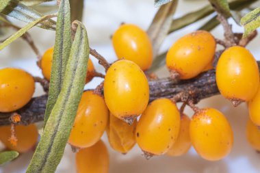 Beyaz arka planda taze deniz dikenli üzümleri.,