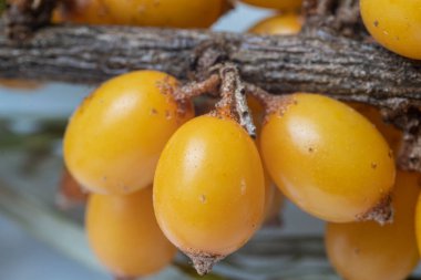 Beyaz arka planda taze deniz dikenli üzümleri.,