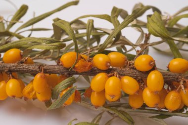 Beyaz arka planda taze deniz dikenli üzümleri.,