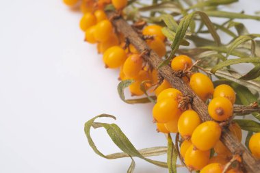 Beyaz arka planda taze deniz dikenli üzümleri.,