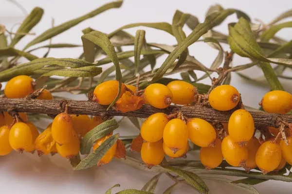 stock image fresh sea buckthorn berries on a white background,