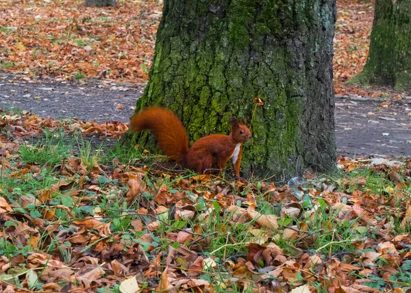 Red Fluffy Squirrel Park — Stock Photo, Image